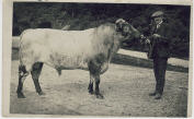 Thomas Henry and bull